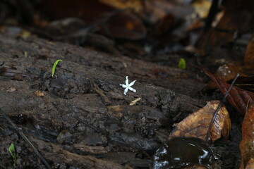 landscapes in the Brazilian Amazon