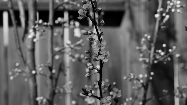Black and white video of flowers on a plum tree in spring 