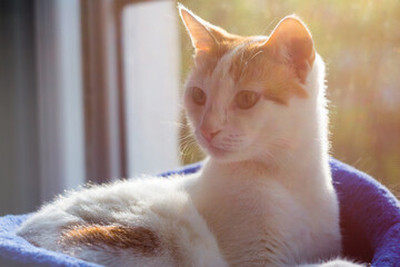 A white young cat is watching with interest lying in a blue basket
