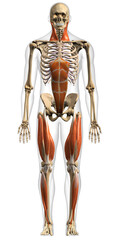 Full Body Anatomical Model of Male Superficial Network of Muscles Frontal View on White Background - 574103715