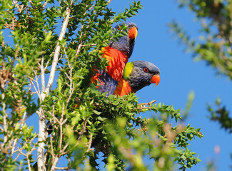 Rainbow Lorikeets