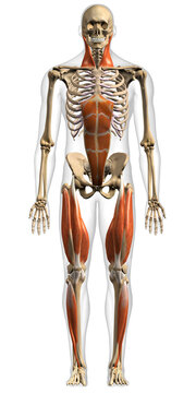 Full Body Anatomical Model of Male Superficial Network of Muscles Frontal View on White Background