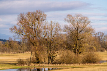 Baumgruppe an der Donau