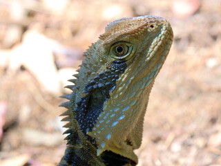 Water Dragon Close-up