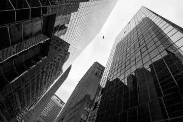 Bottom view of business buildings skyscrapers in New York, black and white