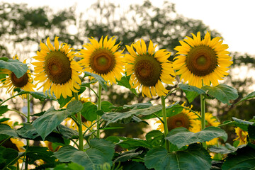 Sunflower with sky senset background