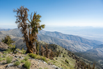 Leafy Bristlecone Tree Alongside Trail with Open View of Death Valley