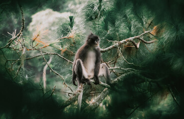 surili endemic primate of West Java, Indonesia
