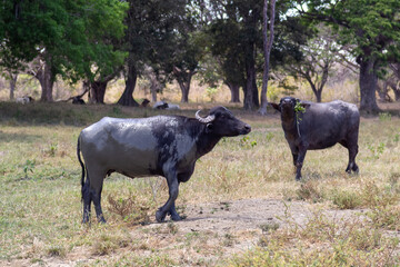 Naklejka na ściany i meble buffalo in the field