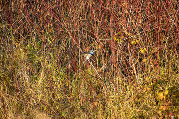 A kingfisher perched on a reddish colored branch
