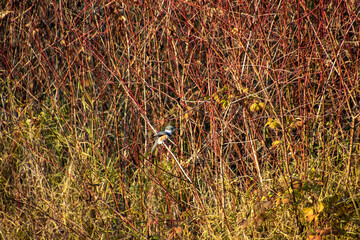 A kingfisher perched on a reddish colored branch