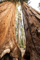 Looking Up At Two Trees Growing Parallel In Parker Grove