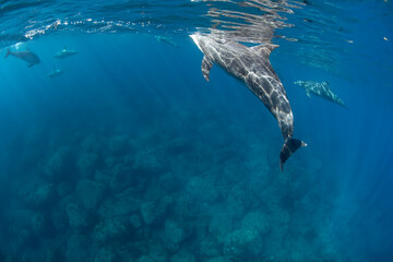 dolphins underwater