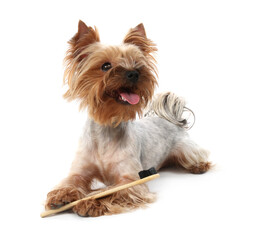 Cute Yorkshire Terrier with toothbrush on white background