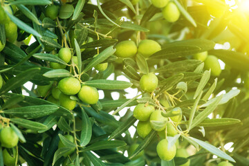 Green olives tree on sunset. mediterranean food