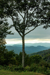 Tree in front of Blue Ridge Mountains Parkway View