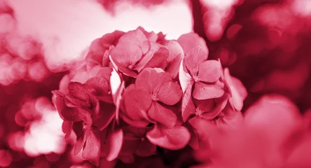 Beautiful flowers in Viva Magenta modern color