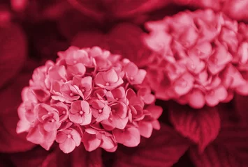 Beautiful flowers in Viva Magenta modern color