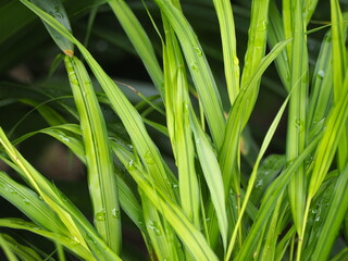 山野草　フウチソウ