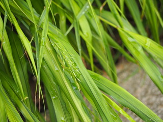 山野草　フウチソウ