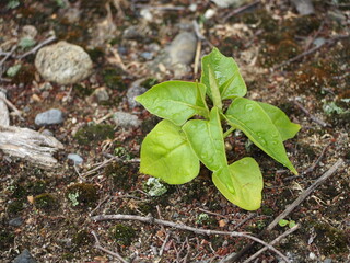 ガーデニング　ホウセンカ