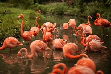 Group of American flamingo birds are in a pond and fishing with their beaks