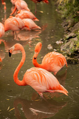 Two American flamingo birds, sit together separated from the rest of the group that is on the pond