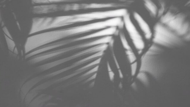 slow motion the shadow of the swaying palm leaf overlay on a white background, black and white