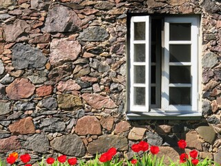 Fototapeta na wymiar old stone wall with wooden window and red tulips