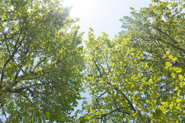 5월의 햇빛이 비치는 오후의 공원의 모습 