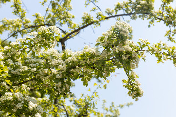 5월의 햇빛이 비치는 오후의 공원의 모습 