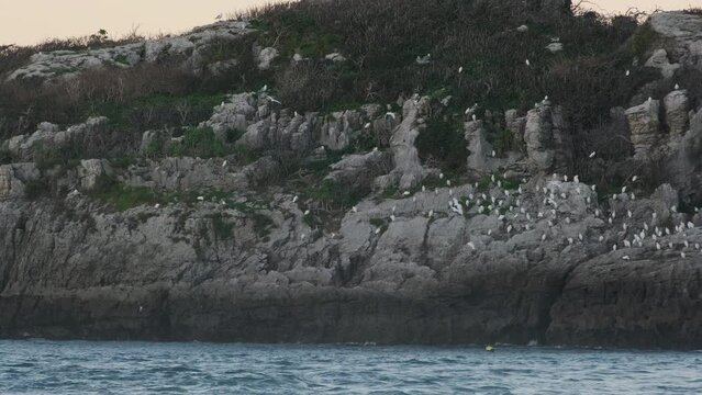 beautiful aerial footage of seagulls migrating along the Cantabrian rocky coast
