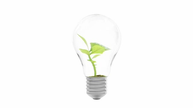 Tree growing in light bulb animation on white background. 3D Render.