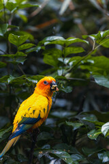 Golden parakeet or golden conure (Guaruba guarouba), Iguazu National Park, Parana State, Brazil