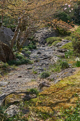 国際文化会館, 日本庭園