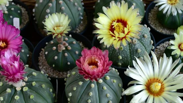 Full basket of blooming Astrophytum asterias flowers in time lapse motion.