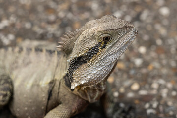 A wild Eastern australian water dragon (Intellagama lesueurii) .