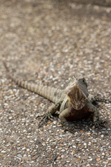A wild Eastern australian water dragon (Intellagama lesueurii) .