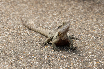 A wild Eastern australian water dragon (Intellagama lesueurii) .