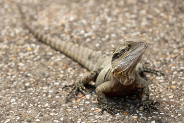 A wild Eastern australian water dragon (Intellagama lesueurii) .