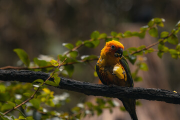 The golden parakeet is native to tropical South America south of the Amazon River basin from central Brazil to southern Bolivia, Paraguay, and northern Argentina.A close-up photograph eating fruit