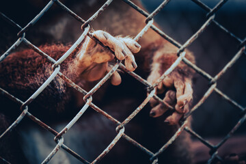 Close up hand of monkey in cage. The illegal wildlife trade problem.