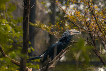 Close detail hornbill of the beak watching.
