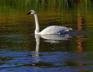 swan on the water