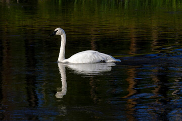 proud white swan on the lake