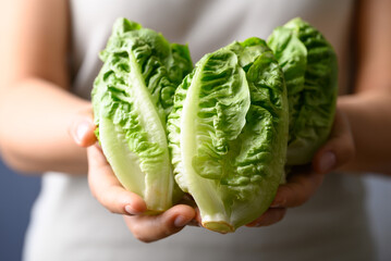 Organic cos or romaine lettuce holding by woman hand, Vegetables from local farmers market in...