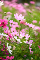 Beautiful cosmos flowers blossom in garden, Flower field in spring season