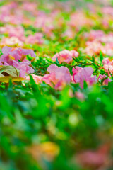 Pink trumpet trees ('Hoa ken hong') or Tabebuia rosea trees are blooming at Ho Chi Minh city, Vietnam