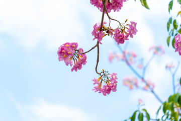 Pink trumpet trees ('Hoa ken hong') or Tabebuia rosea trees are blooming at Ho Chi Minh city, Vietnam