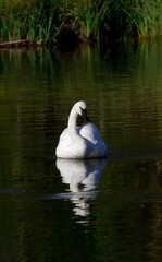 white swan on the lake